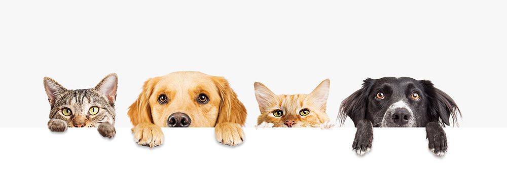eczema and pets